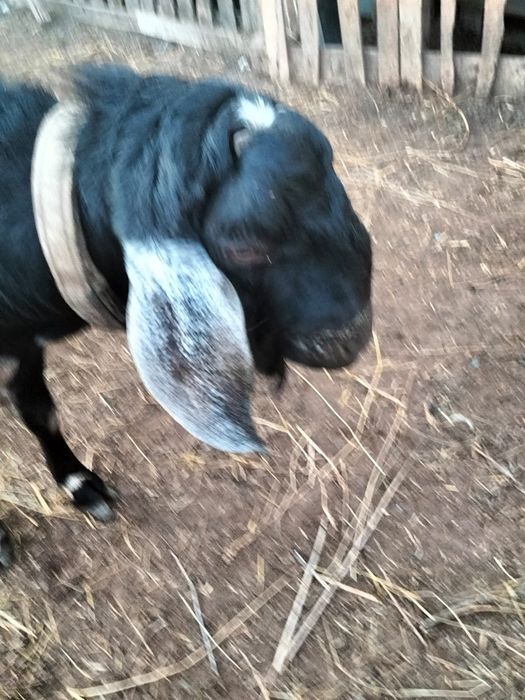 Vând Țap Anglonubian