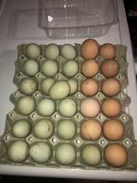 Обикновени яйца от домашно отглеждани кокошки