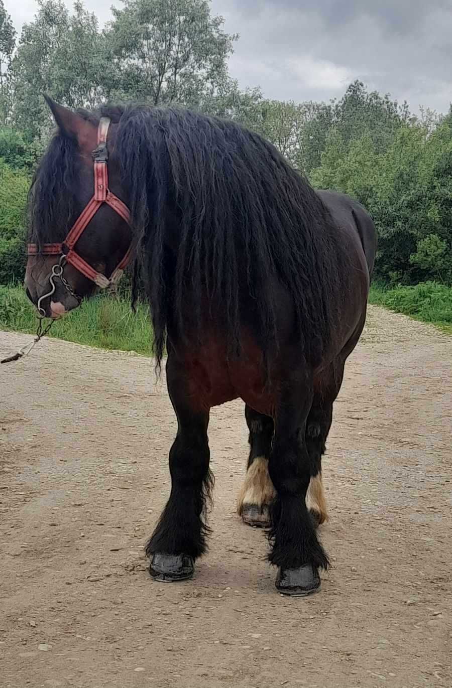 Armăsar ardenez pentru montă din Sălaj