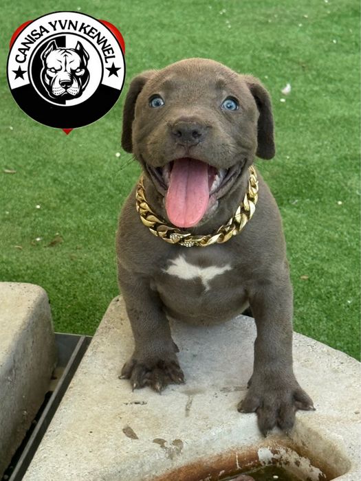 Mascul amstaff blue