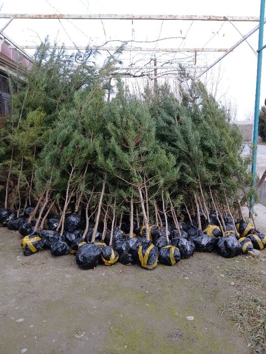 Манзарали ва мевали дарахтлар