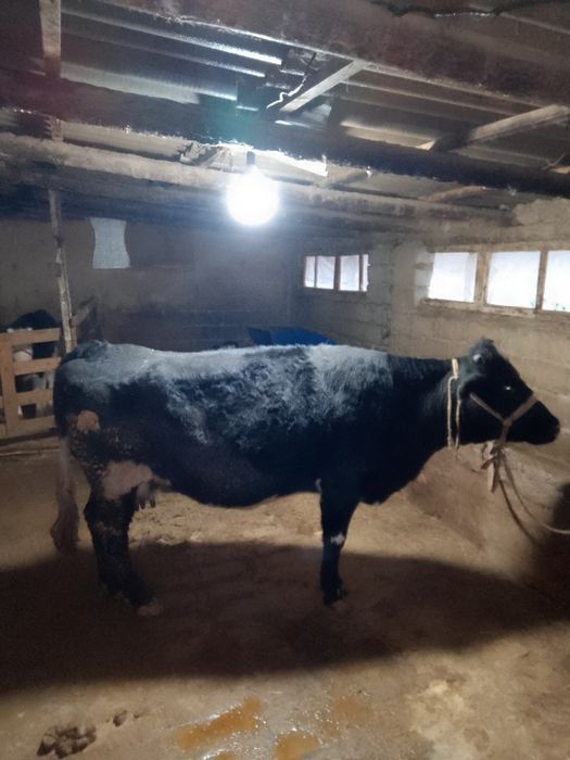 Семіз сиыр сатылады бұзау бар