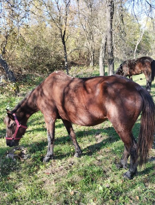 Vând o iapa și un mânz sau schimb cu tractor