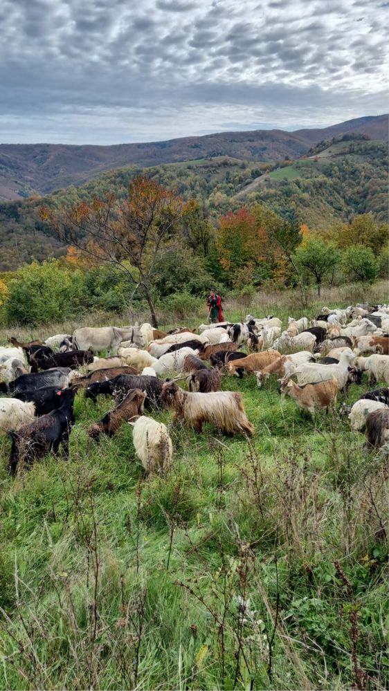 Vând capre la alegere