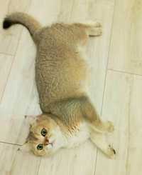 Золотая шиншилла кошка