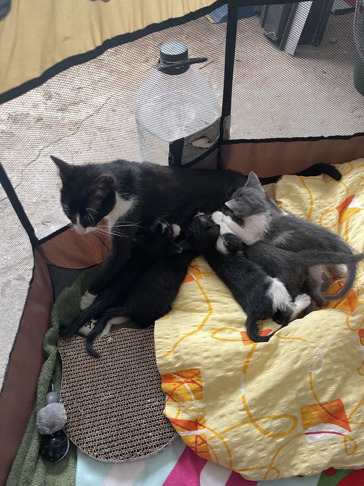 Puiuti de pisica - adoptie (7 saptamani)