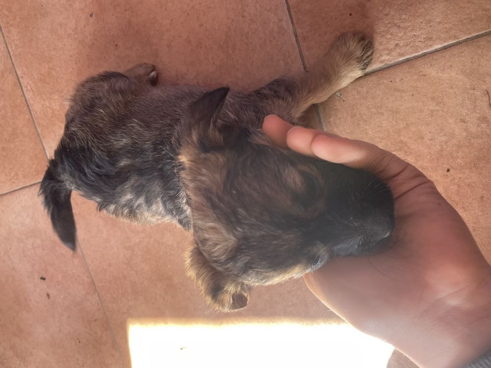 Donez catelus de talie mica