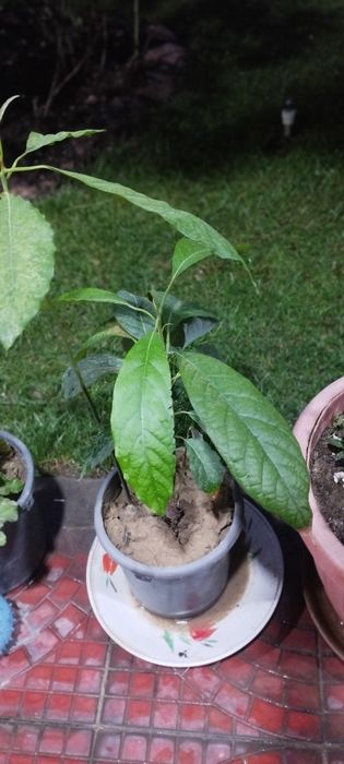 Манго. Привозной