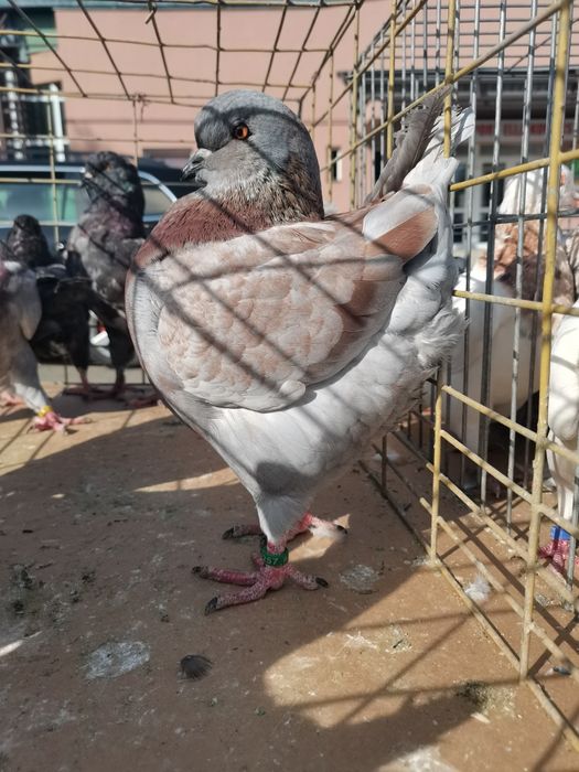 Vând porumbei diferite rase