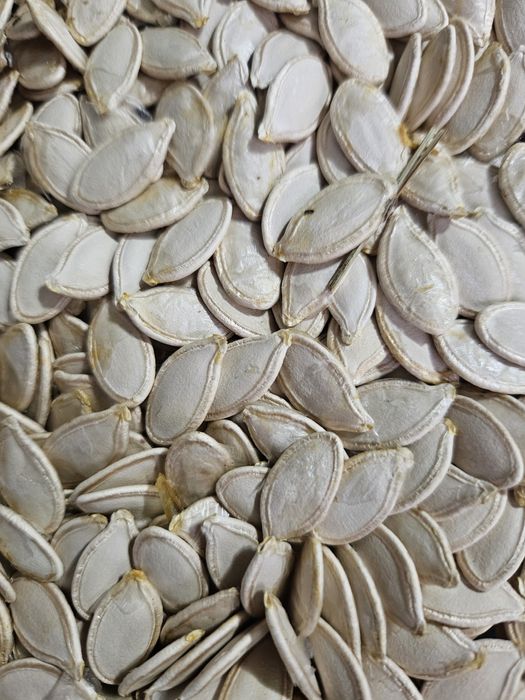 Semințe dovleac de anul acesta,2025