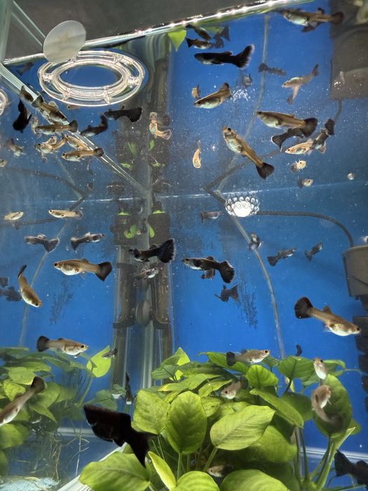 Продам рыбок гуппи московская синяя