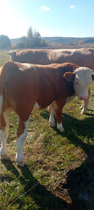 Vând viței 6 și 2 tăurași !