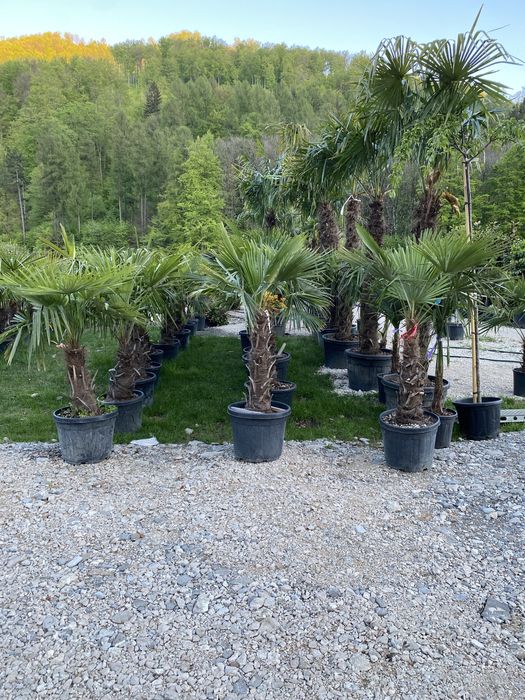 Vindem plante cu transport si plantat