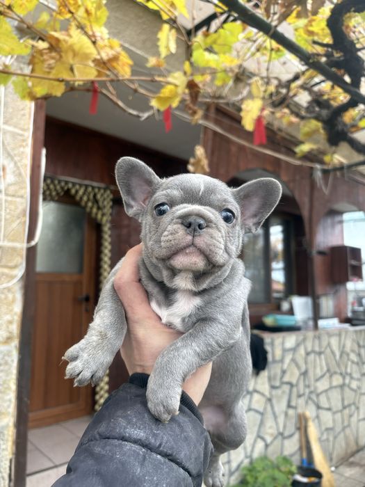 Френски Булдоци сини и блу тен