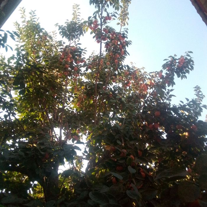 хурмо меваси сотилади