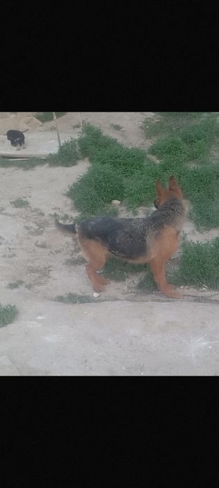 Немицки кыз кушик