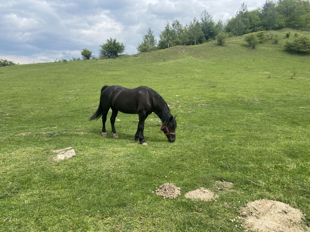 Vand armasar si doua femele