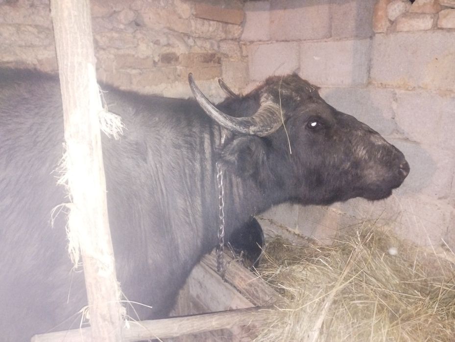 Vând bivoliță cu lapte.