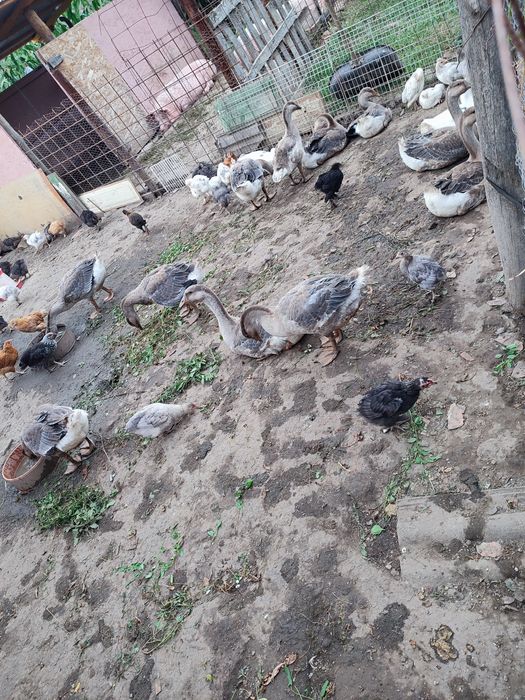 Vând gâște 150 de lei bucata