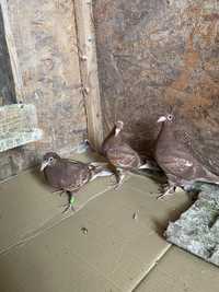 Porumbei meulemans