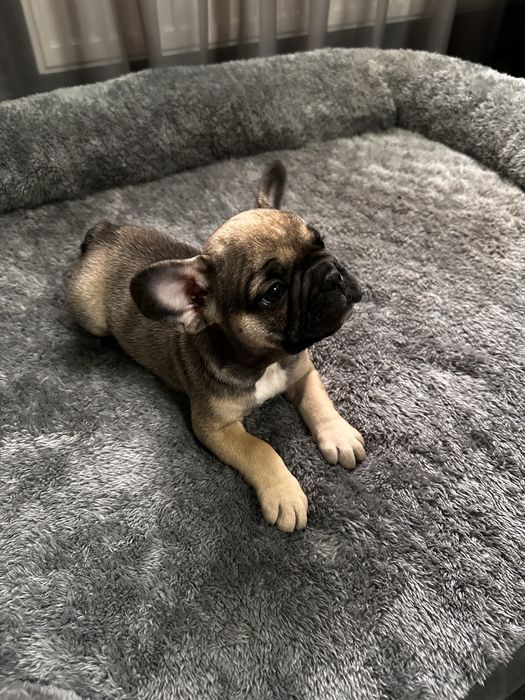 Pui Bulldog Francez Mascul Maro