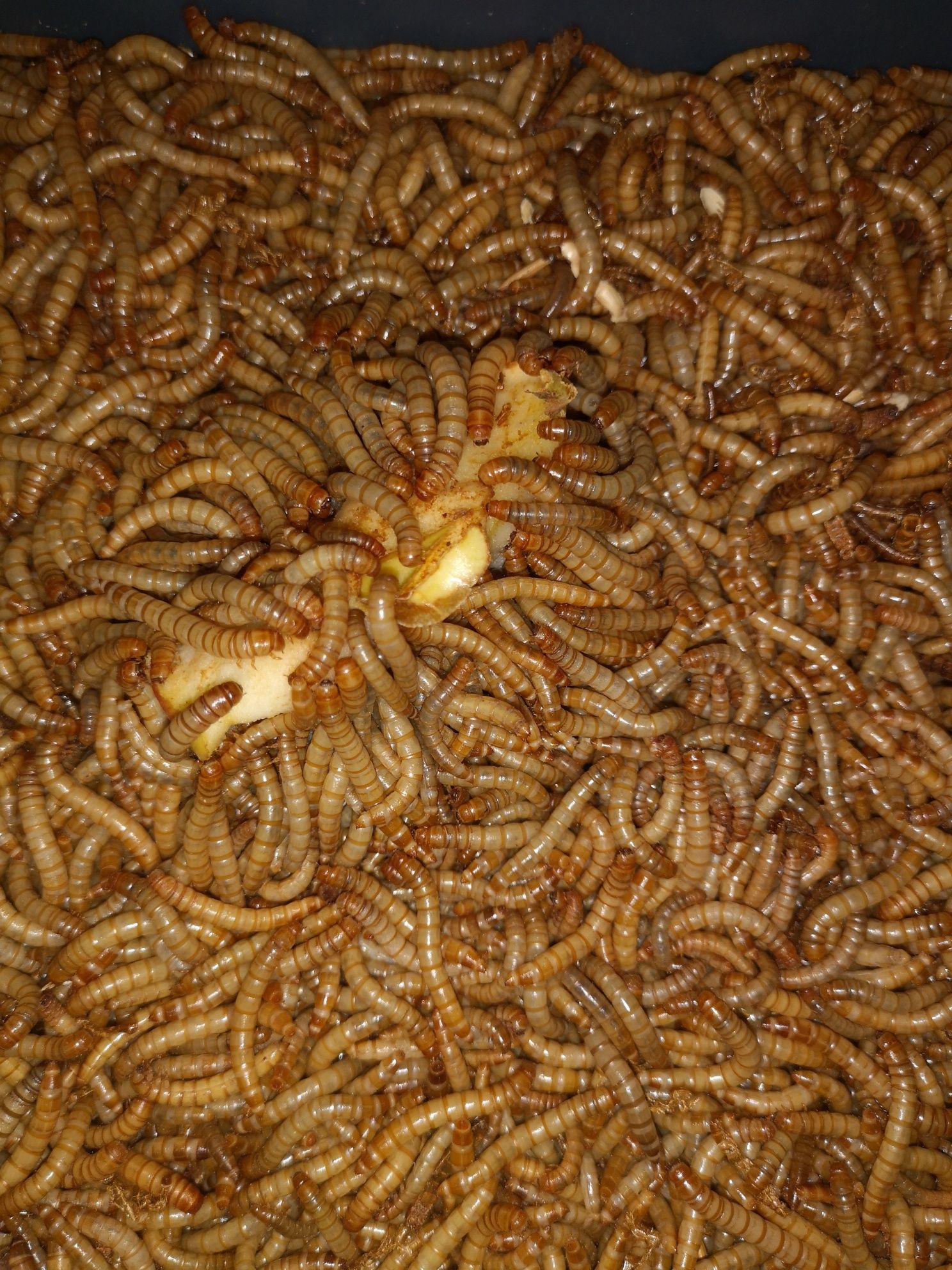 Viermi de făină , mealworms.