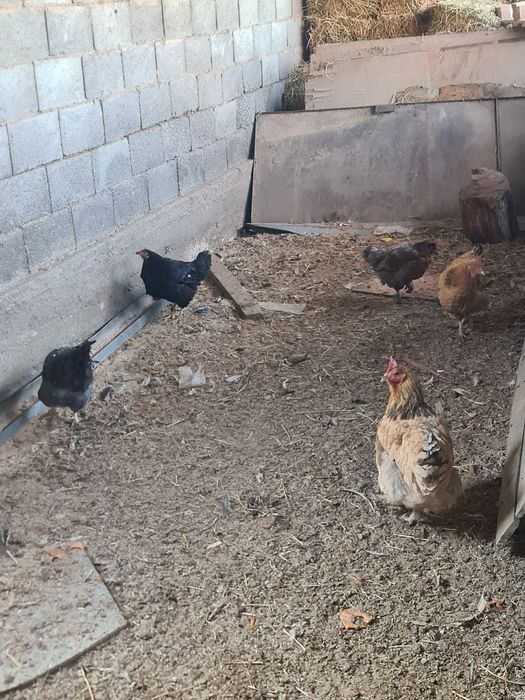 Домашние крупные курицы(15 шт), продам 3000, петух 5000