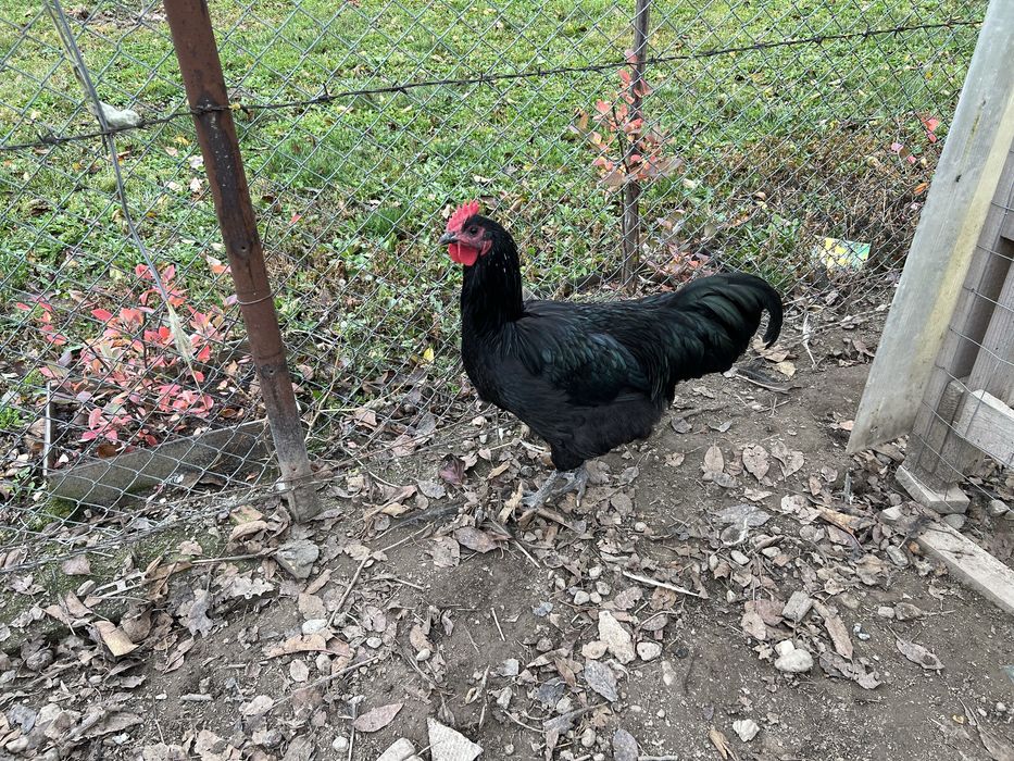 Cocos Australorp de 6 luni