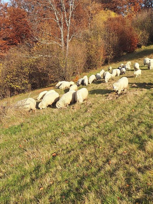 Disponibile oi băle tinere. Jud. Bistrița Năsăud.