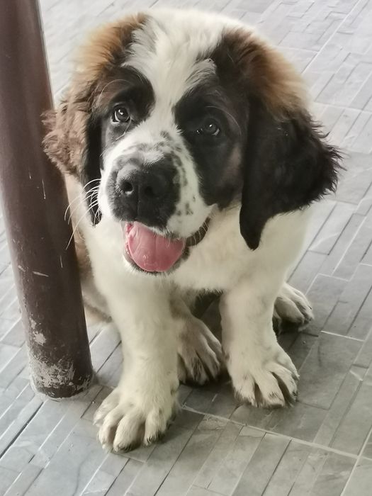 Cățel Saint bernard