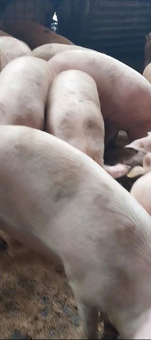 Продавам Бели Домашни Прасета