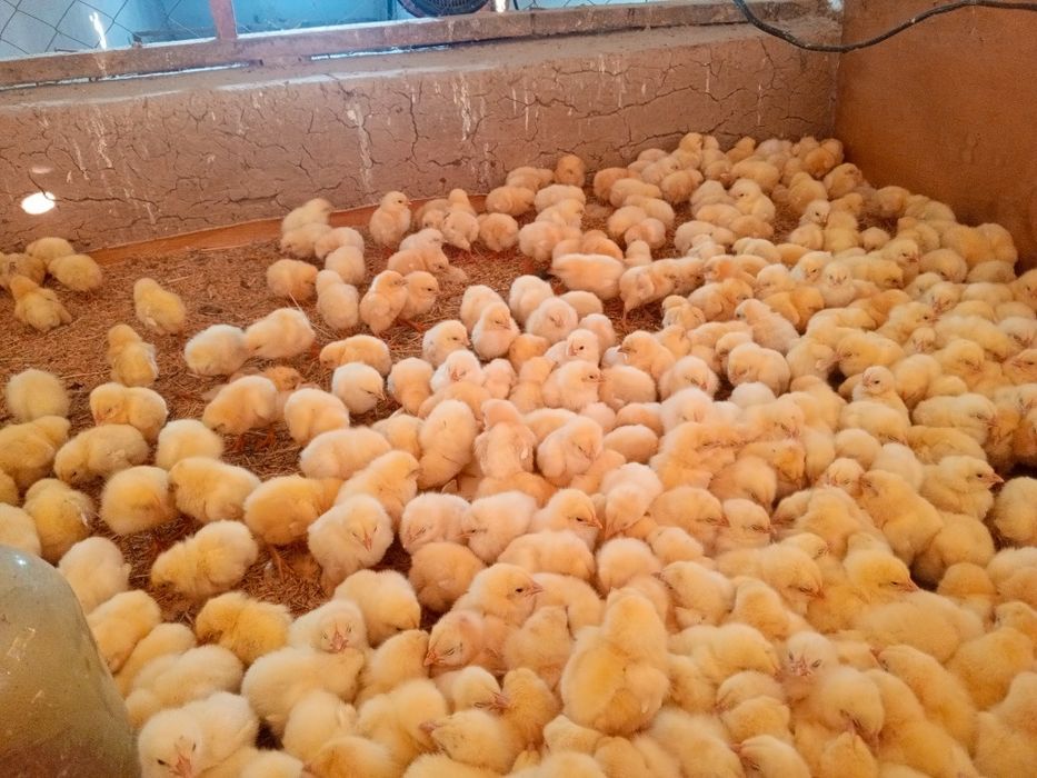 Broyler ross 308 jojalar sotiladi narhi 11000