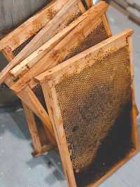 Пчелосемьи породы Карника