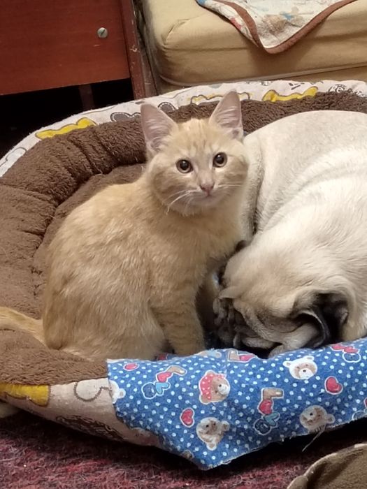 Продам котёнка ,,,