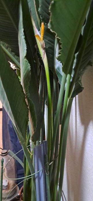 Strelitzia Reginae,(Pasarea Paradisului)