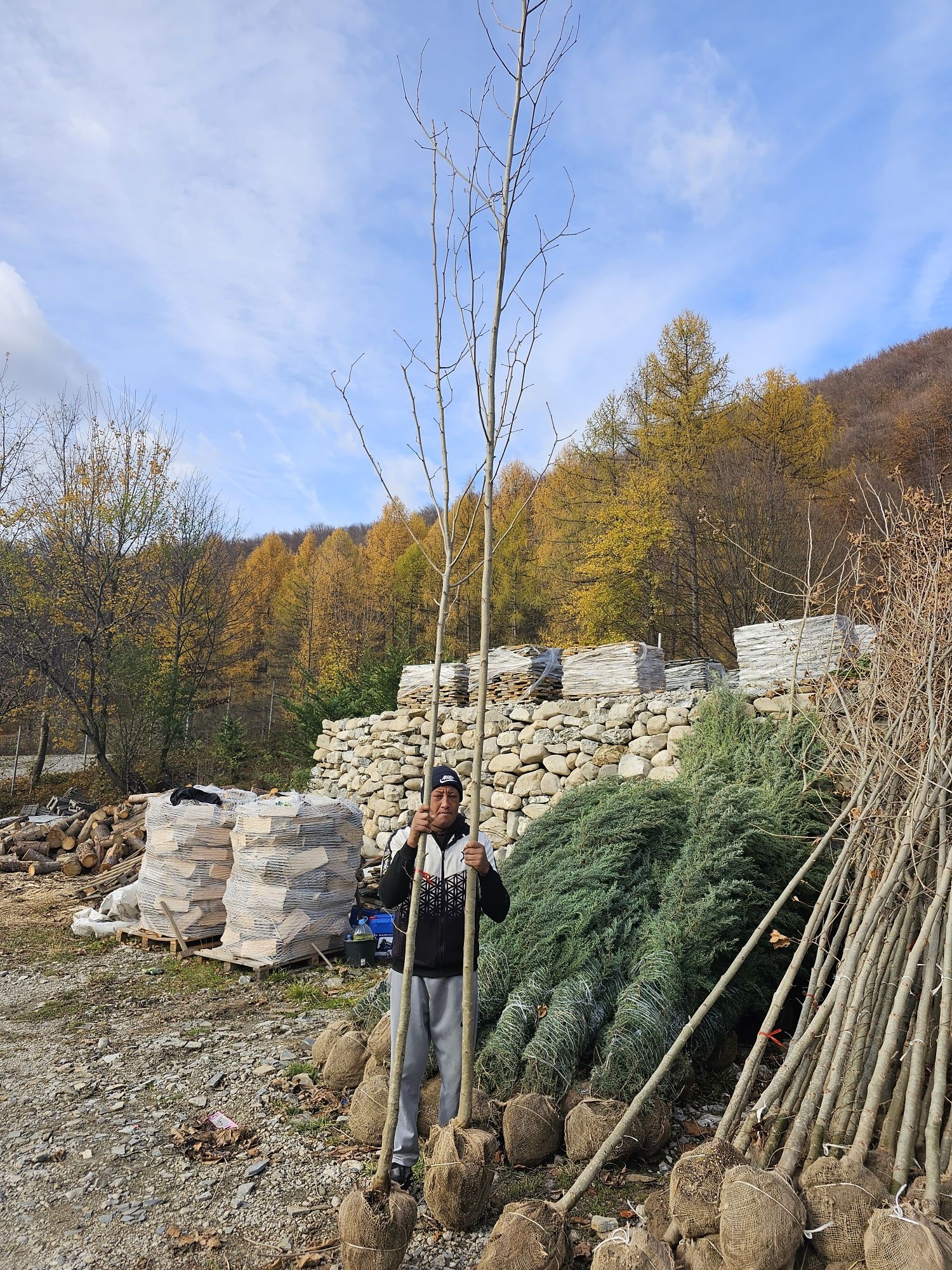 Arbori platan mesteacăn tei