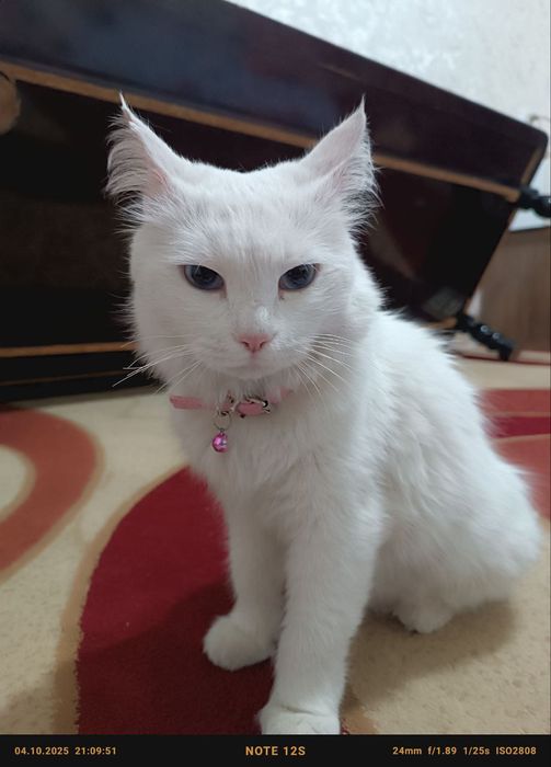 Продаётся кошка Турецкая ангора