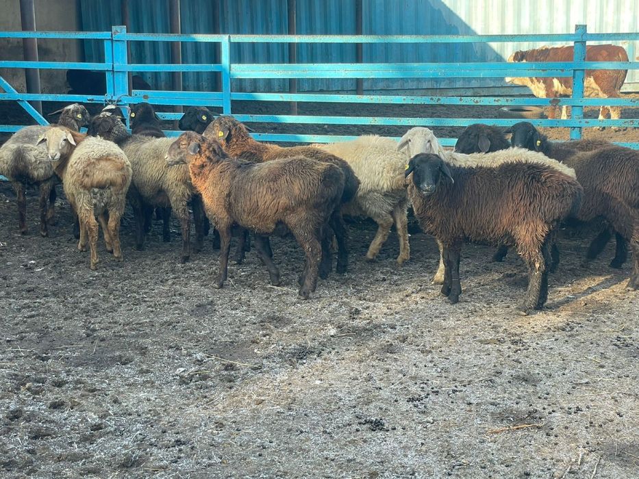 Продам баран.