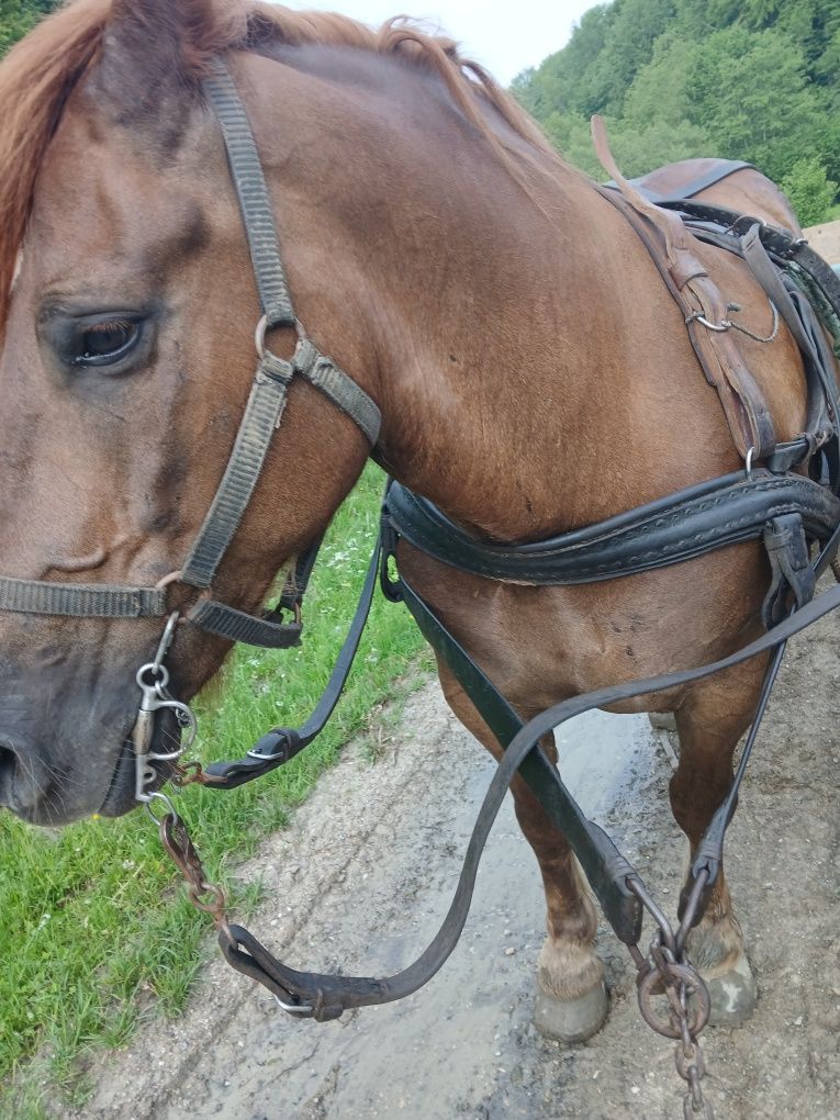 Cal castrat de vânzare!
