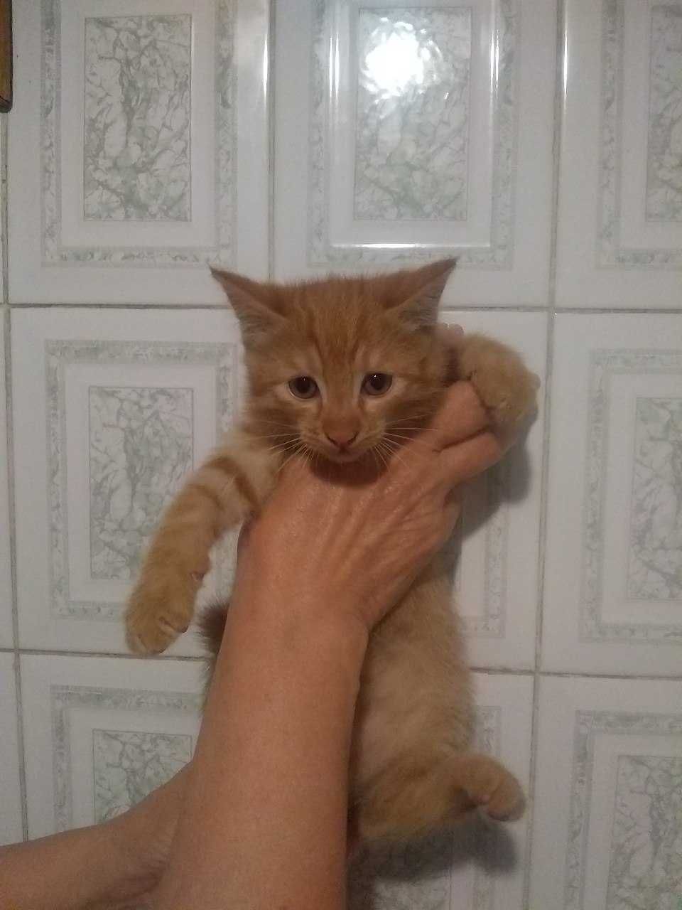 Отдам даром котят в хорошие руки