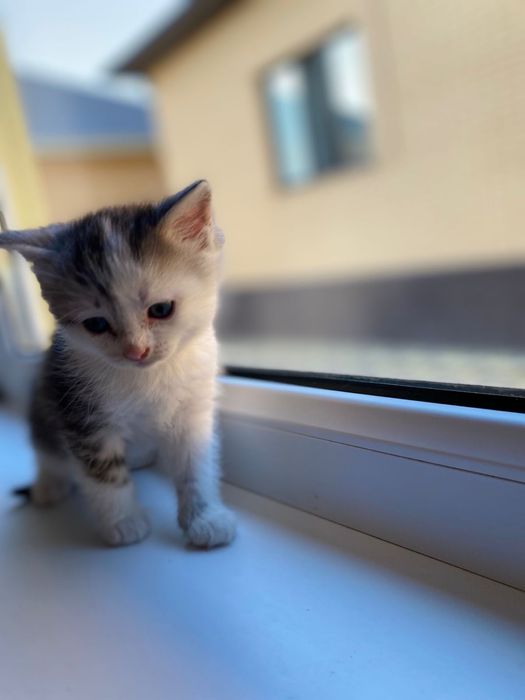 Котенок. !! Отдадим в хорошие руки