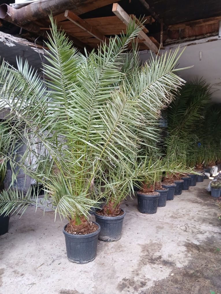 Plante ornamentale