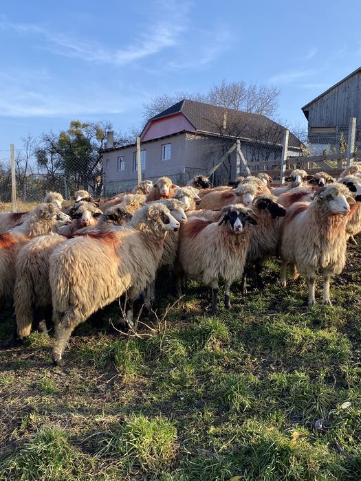 Vand oii bune de tinut