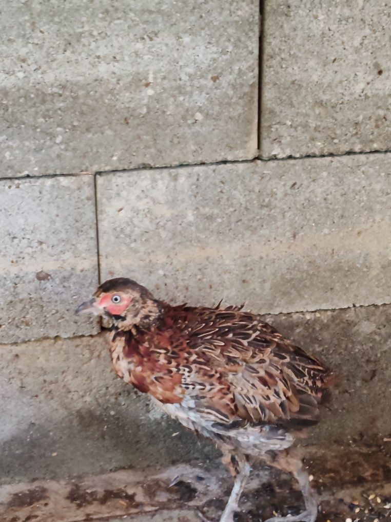 Fazani comuni,argintii,pe roșu