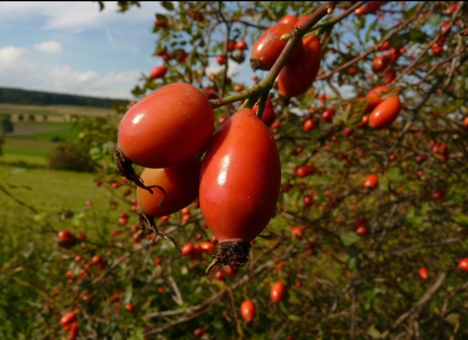 Шипки плод ,билки,витамини,пресни