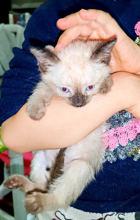 Котята сиамские и тайский