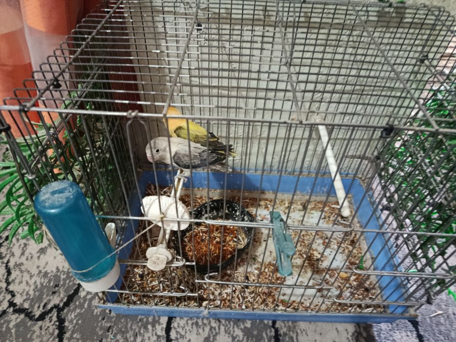 Тоти куш сотилади.