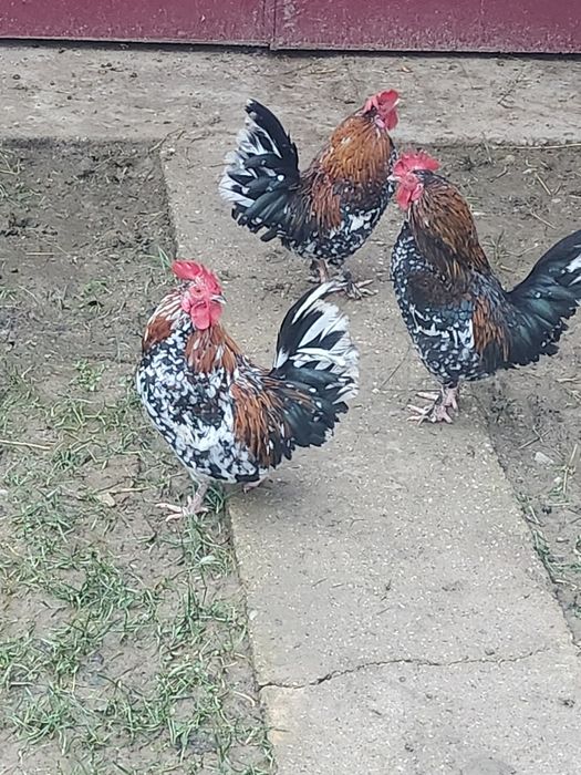Vand cocoși pitici mii de flori
