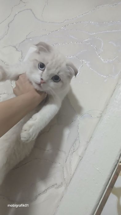 Scottish Fold 4 oylik o'g'il narxi 150$