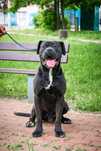 Mascul Cane Corso Italiano deosebit